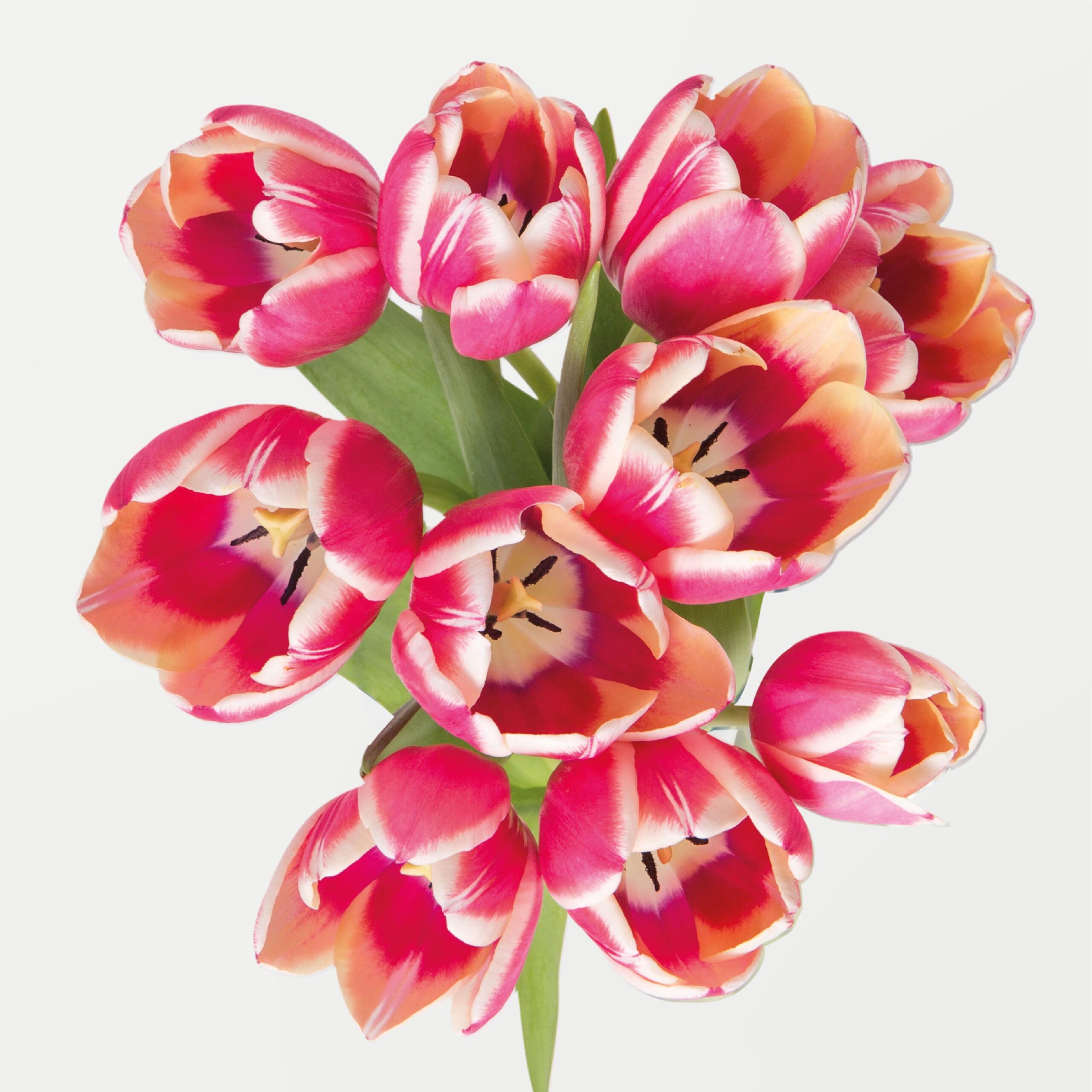 Eufloria