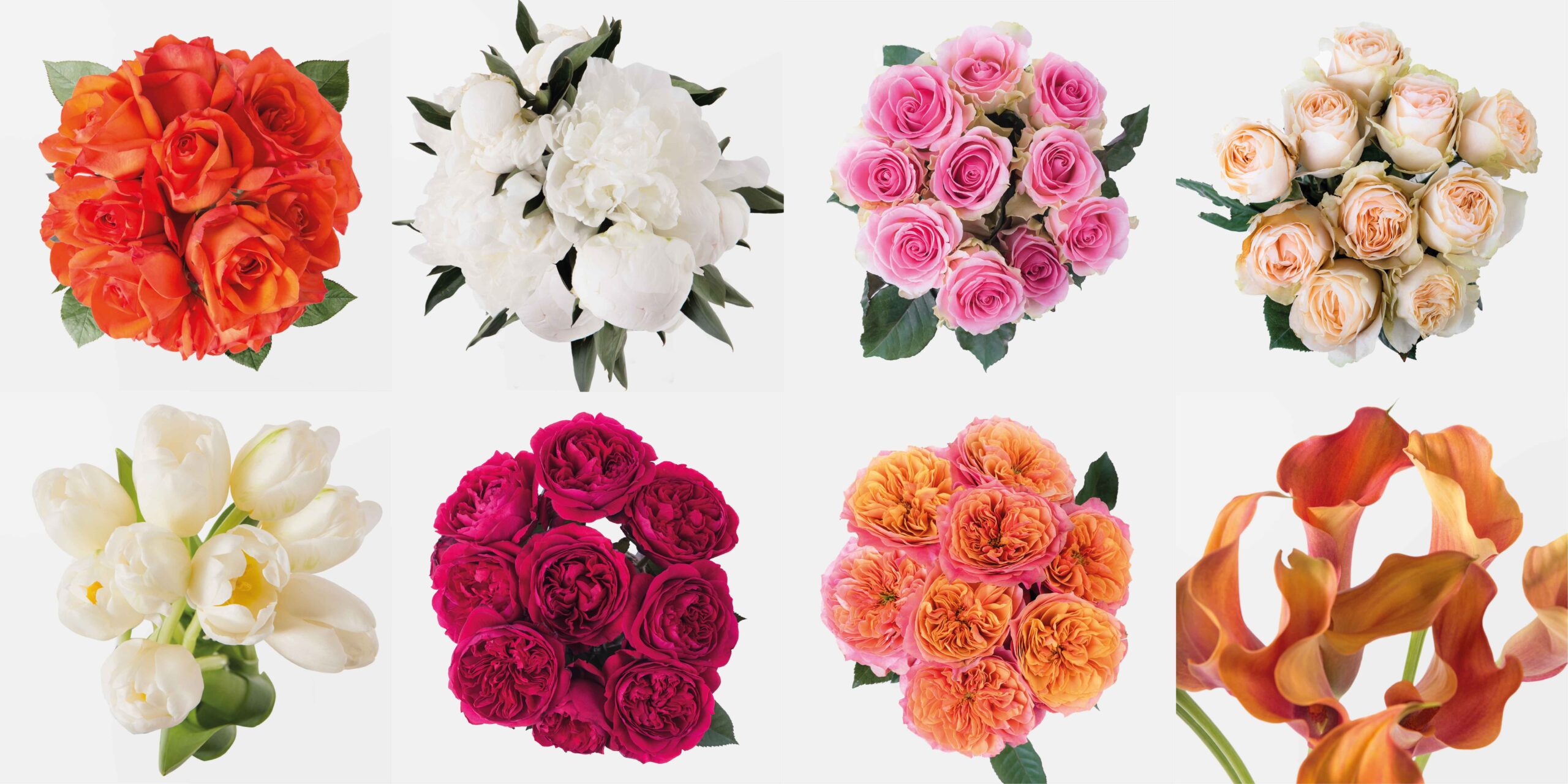 Eufloria